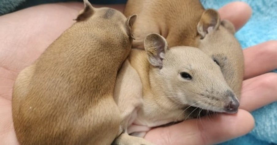 On a Stormy Night, Woman Found a Whole Family of 'Mystery' Creatures in Her Dog's Bed