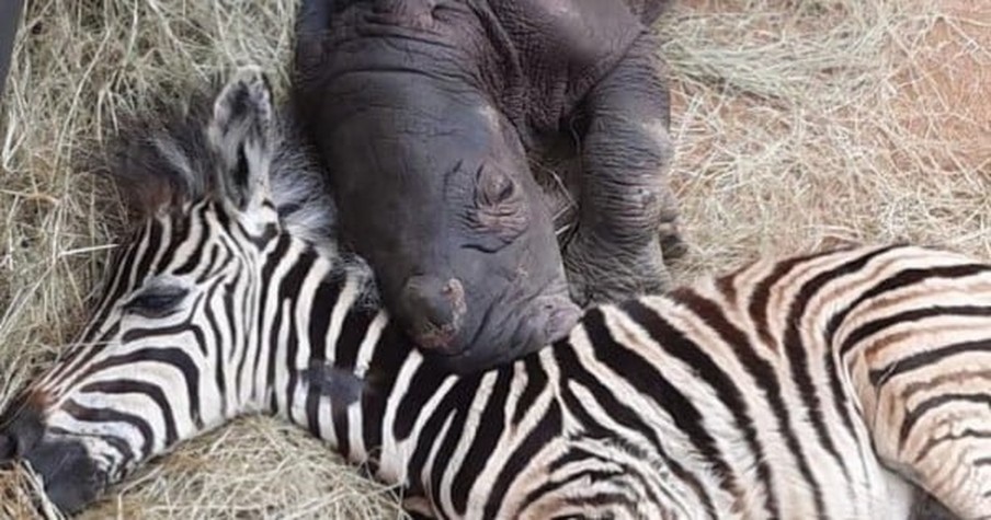 Rescued Newborn Rhino Gets Round the Clock Care, And Support From an Unlikely Zebra Friend