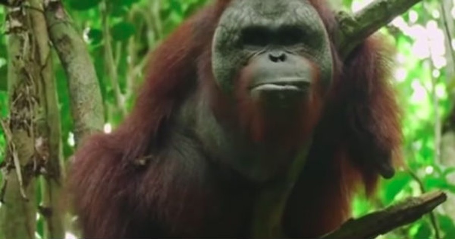 Orangutan Lost His Arms Escaping From Captivity But Has Such An Inspiring Comeback Story