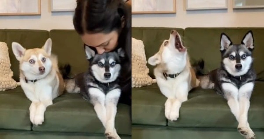 Owner Kisses Dog And Her Other Pup's Jealous Reaction Is Too Funny