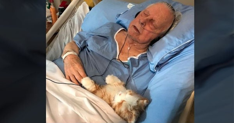 Grandpa In Hospital Suffering Dementia Passes Away Cradling Pet Cat Robot He Thinks Is Real