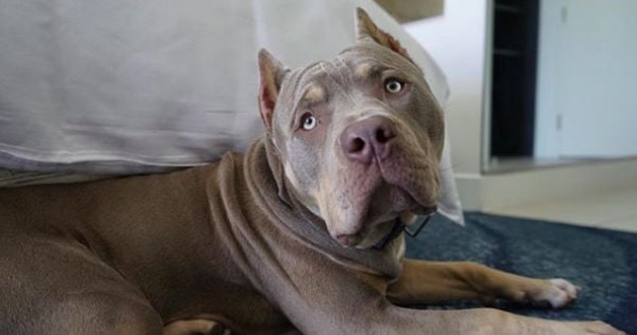 Adorable Pit Bull Gives Kisses For Treats And This Sweet Boy Is Going Viral