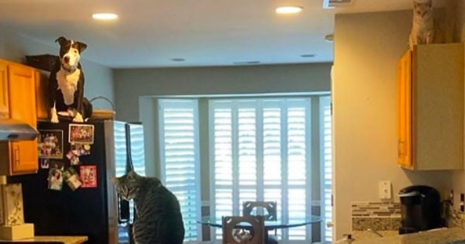 Rescued Pitbull Fits In So Well With Feline Siblings, He Starts Acting Like He Thinks He's A Cat