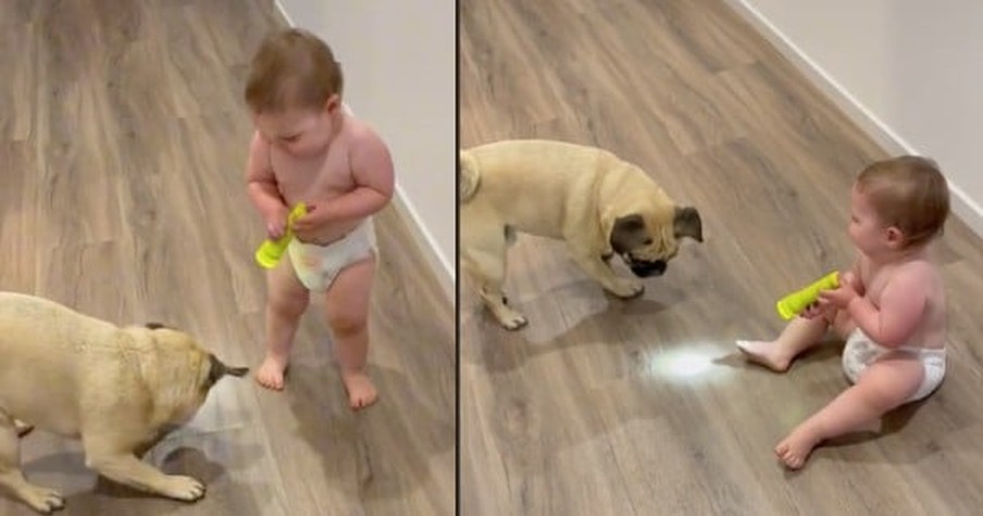 Baby Has Pug Chasing a Flashlight And The Giggles Are Pure Joy