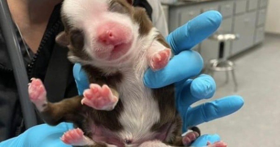 Miracle Puppy Born With 6 Legs Is Defying All The Odds And Leaving Doctors In Awe