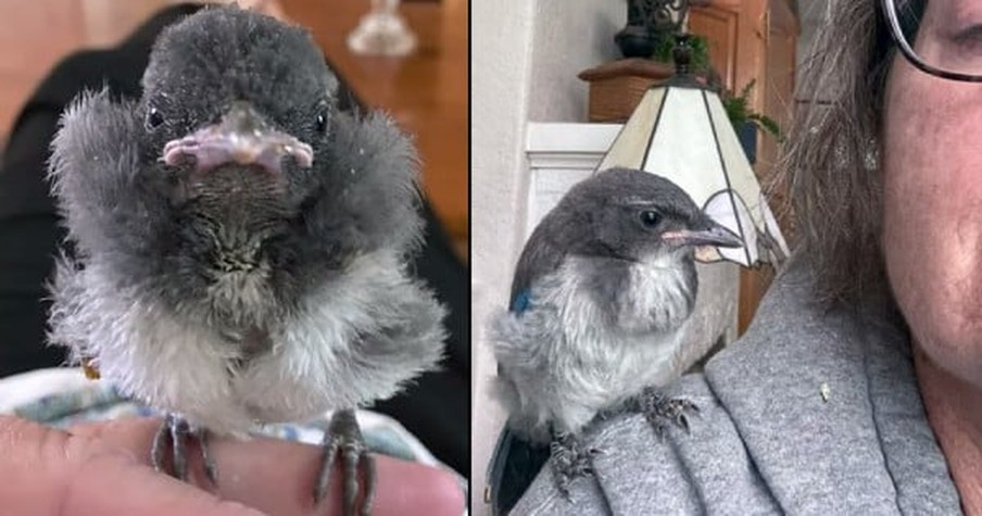 Workers Stop Bulldozer Just In Time To Rescue A Baby Bird And Her Journey Steals Hearts All Over