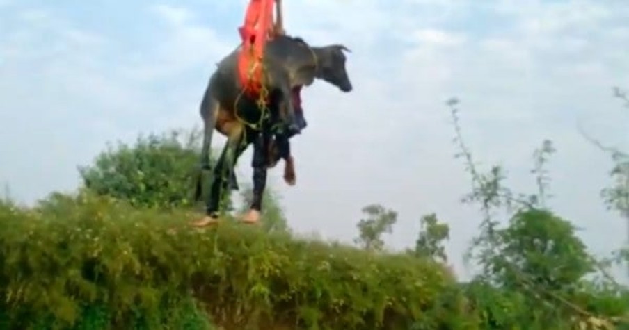 Man Dangles 40 Feet in the Air to Rescue a Cow Sinking in Mud That's Like Quicksand