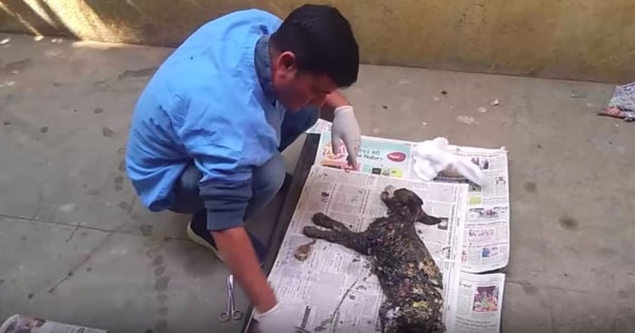 Rescuers Find Dog Covered In Tar And Her Incredible Transformation Is So Inspiring