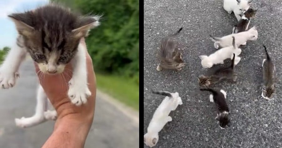 Man Stopped And Thought He Was Rescuing A Kitten But Then He Found Himself Surrounded