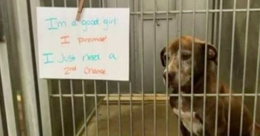 Sad Shelter Dog Ginger Goes Viral After Photo Reveals She's Been Waiting 7 Years For A Home