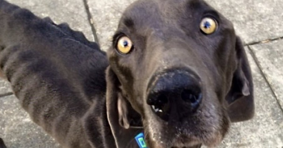 What This Dog Did To Survive Will SHOCK You. Thank God Someone Found This Poor Pup!