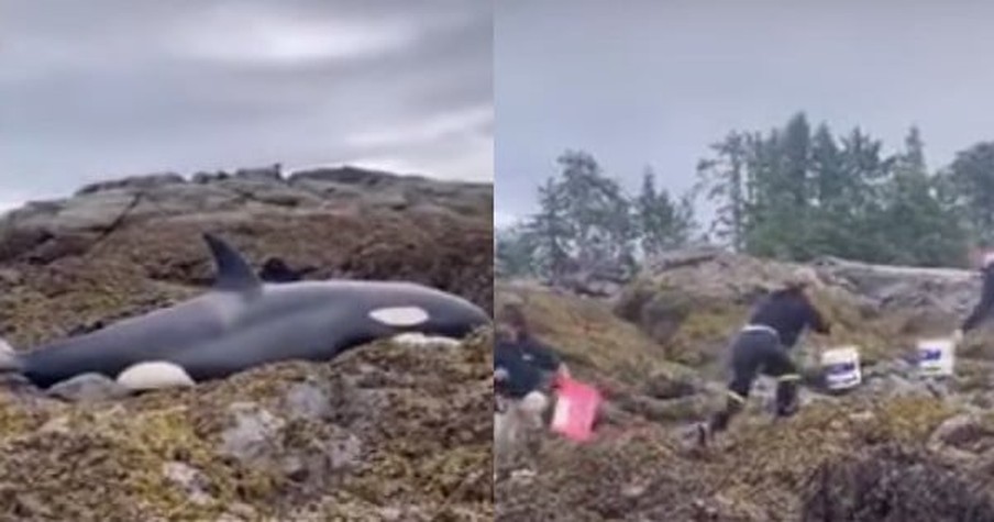 Stranded Killer Whale Was Running Out of Time So a Group of Good Samaritans Grabbed Buckets