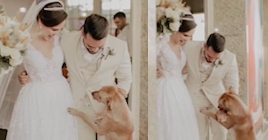 A Stray Dog Crashed Their Wedding And Ended Up Going Home With The Bride And Groom