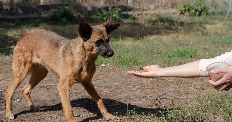 She Lay On The Ground For Hours. . .All To Save An Abandoned Dog!