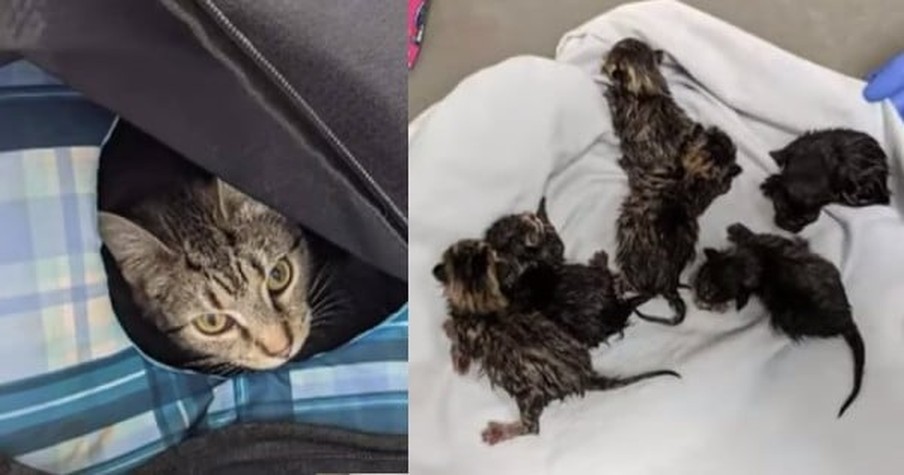 Bomb Squad Peeks Inside A Suspicious Bag Left Outside Church And Finds Cat And Her Kittens