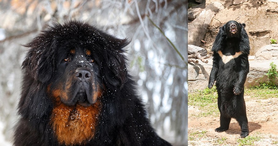 Family Mistakes Endangered Bear for Pet Dog