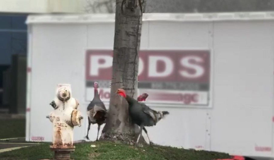 Turkeys Run Around In Circles in a Parking Lot in Bizarre Viral Video