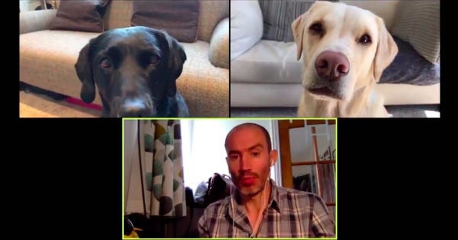 Man Tries To Have Video Chat With His Dogs And It Hilariously Goes About How You'd Expect