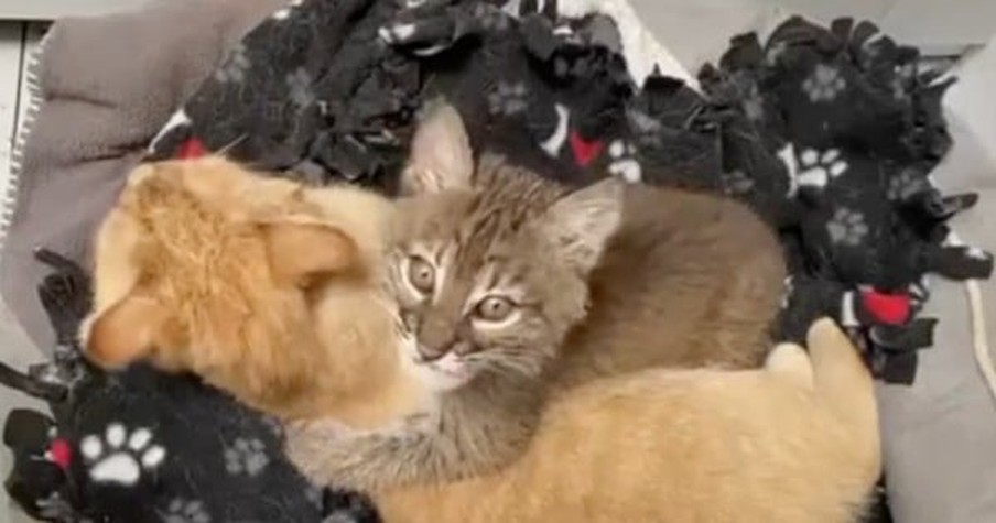 Wild Bobcat Kitten Had No One Until She Found A New Mama In This Sweet House Cat