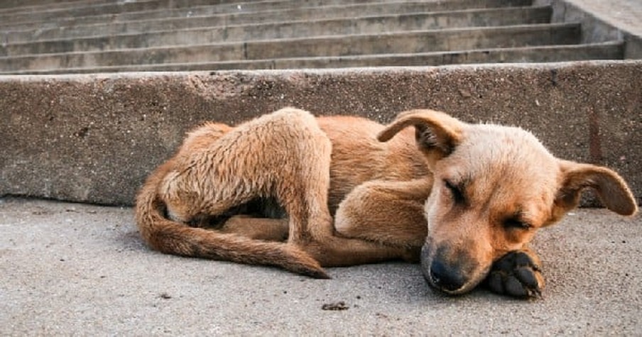 Deformed Dog Was Left For Dead Until Good Samaritans Came Along