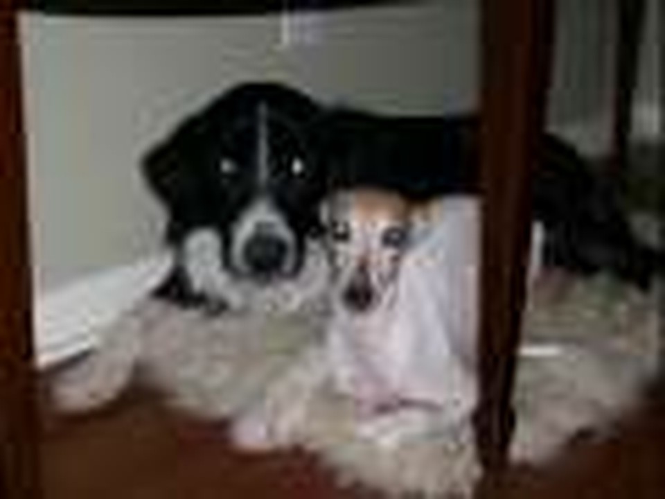 You Ain't Nothin' But a Hound Dog! - Screamin' Cutie