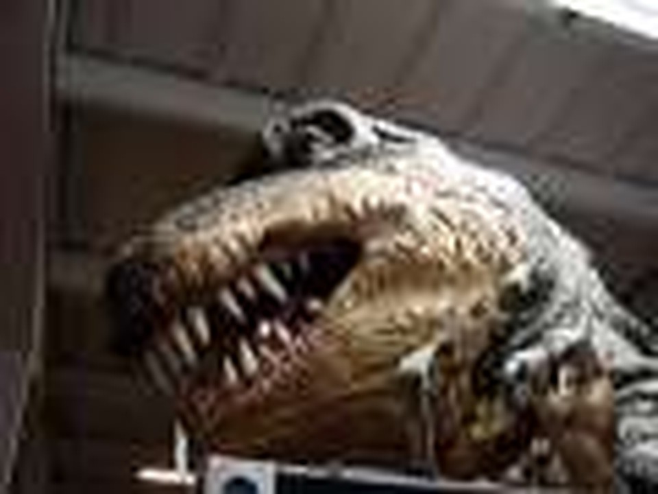 dino roar