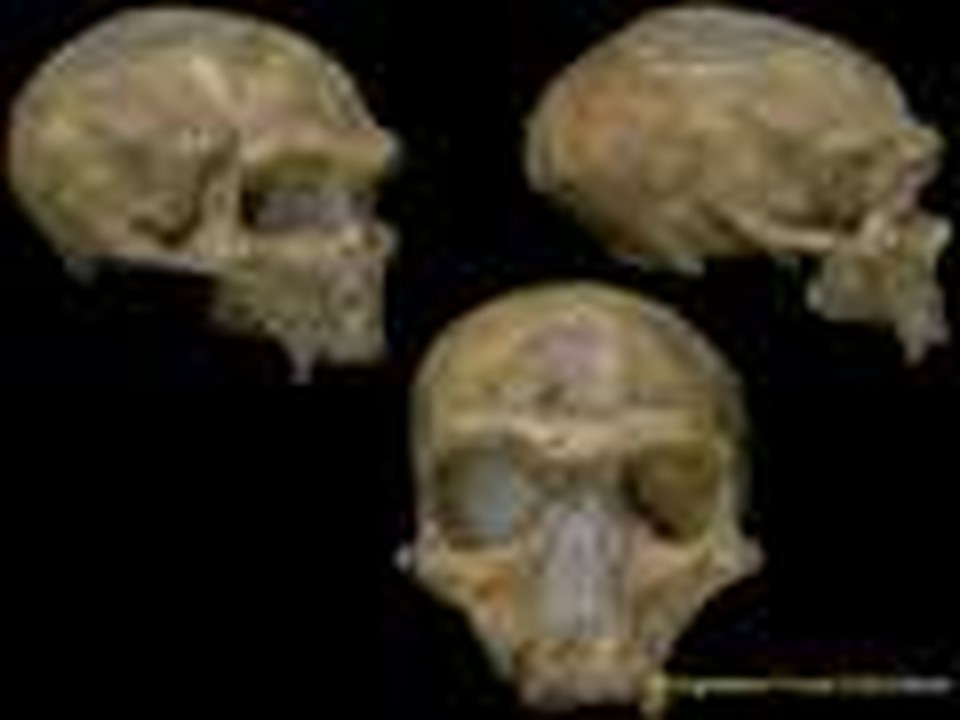 Evidence for Evolution - Hominid Fossils Pt.2