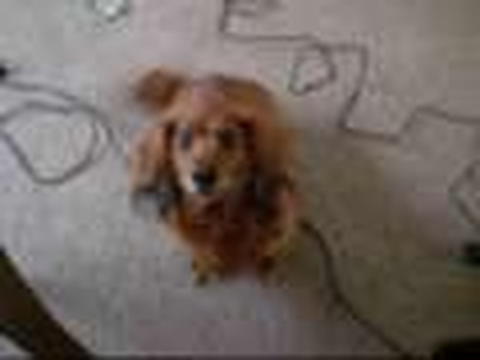 Oscar my dog and his amazing bark lol