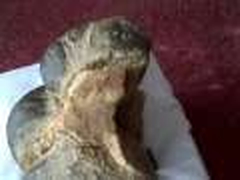 Fossilized Dinosaur Heart