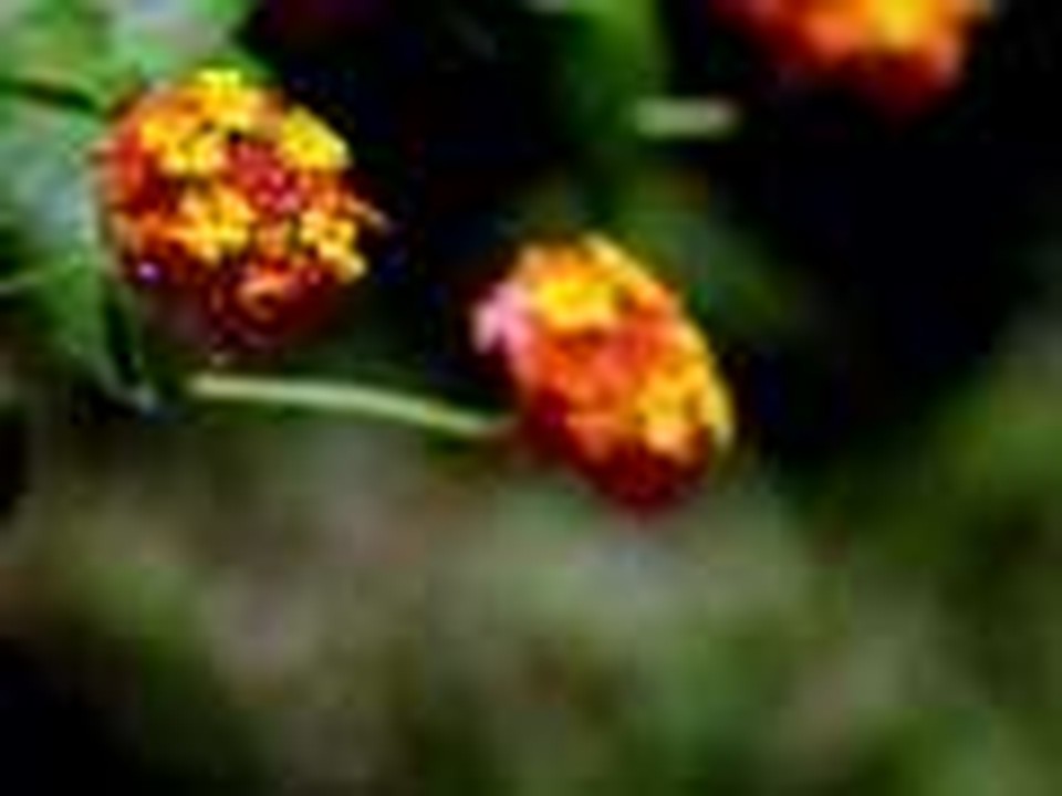 SWEETLY BROKEN