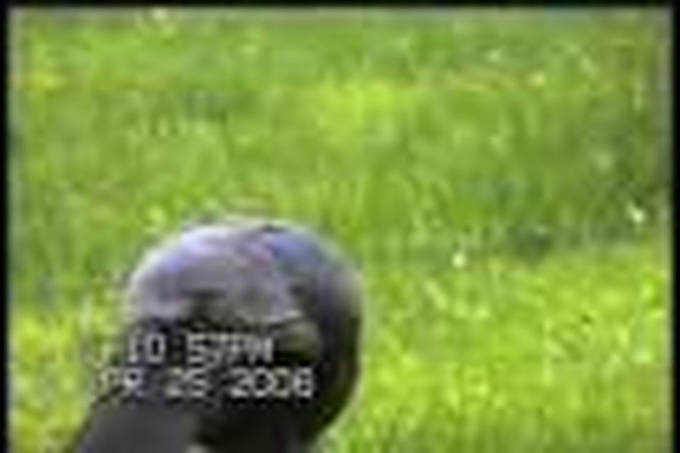 amp;quot;WILDLIFE IN THE SMOKIESamp;quot;