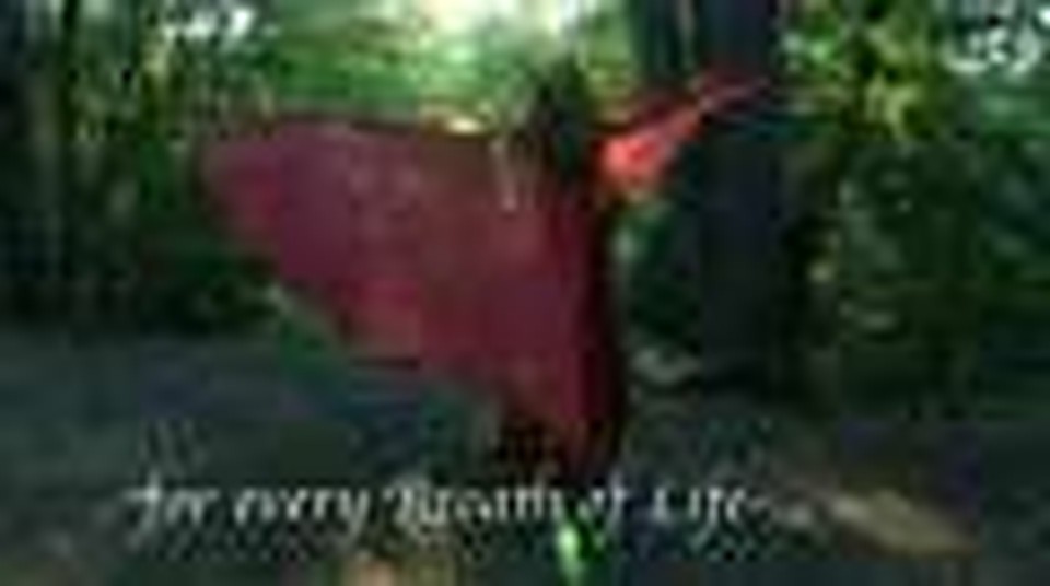 Eleni's Dance