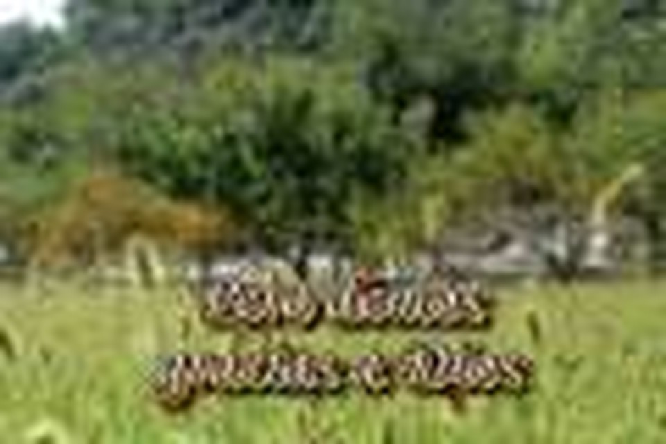Promesas Biblicas