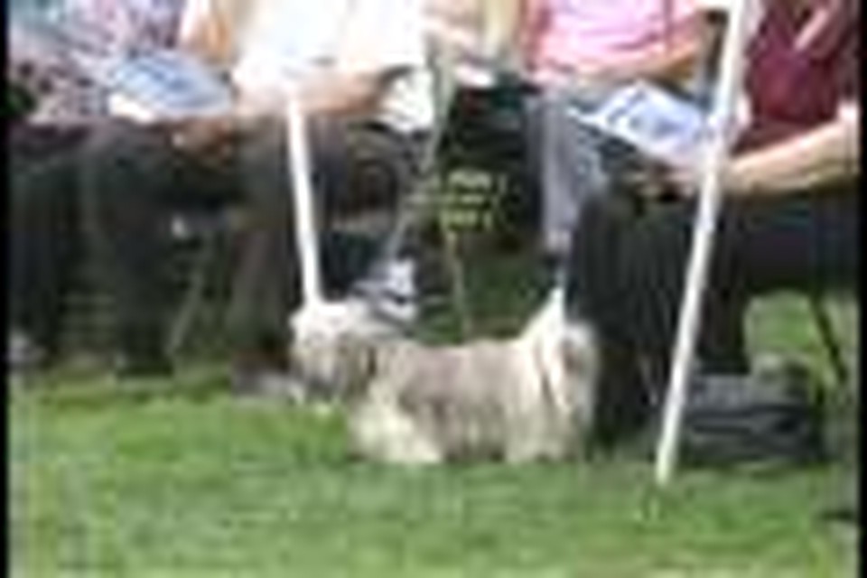 Blessing of the Animals 2