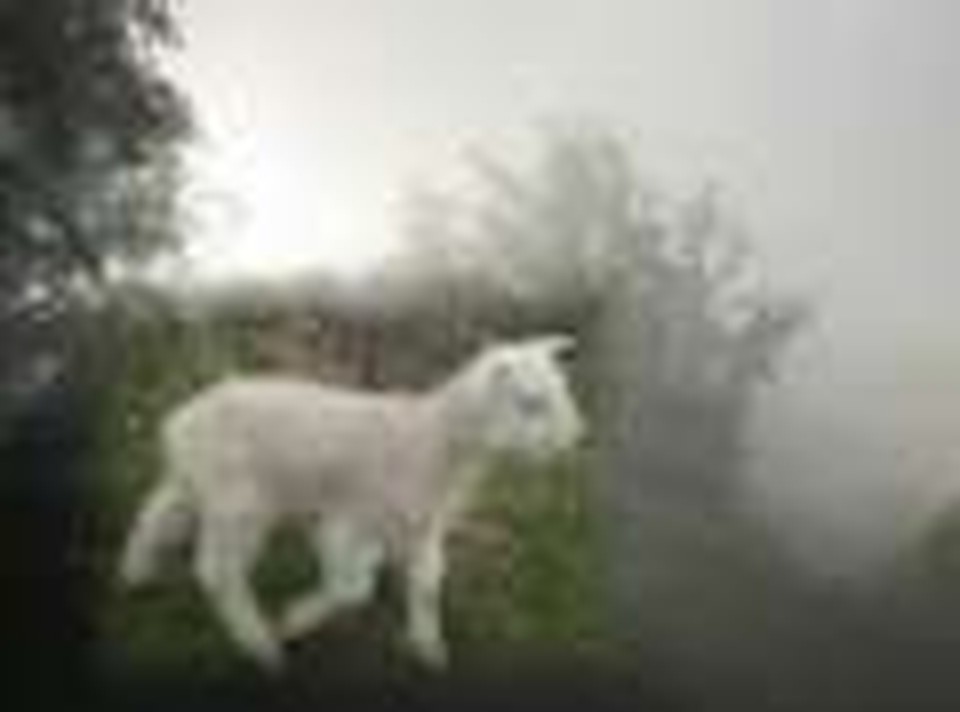 All we like sheep have gone astray