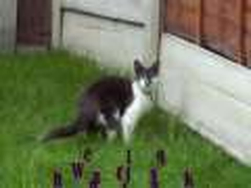WHEN CATS ATTACK!!