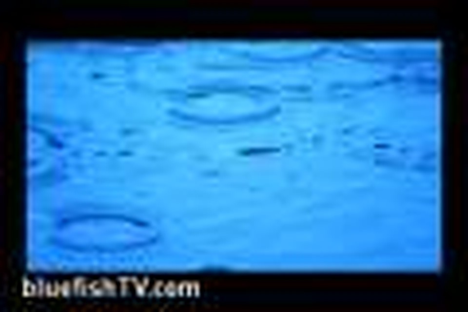 Water -BluefishTV.com