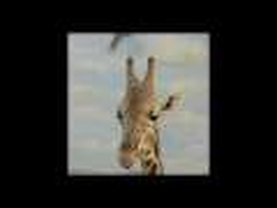 HILARIOUS AND FUNNY IRISH HORSES http://mysecretireland.com