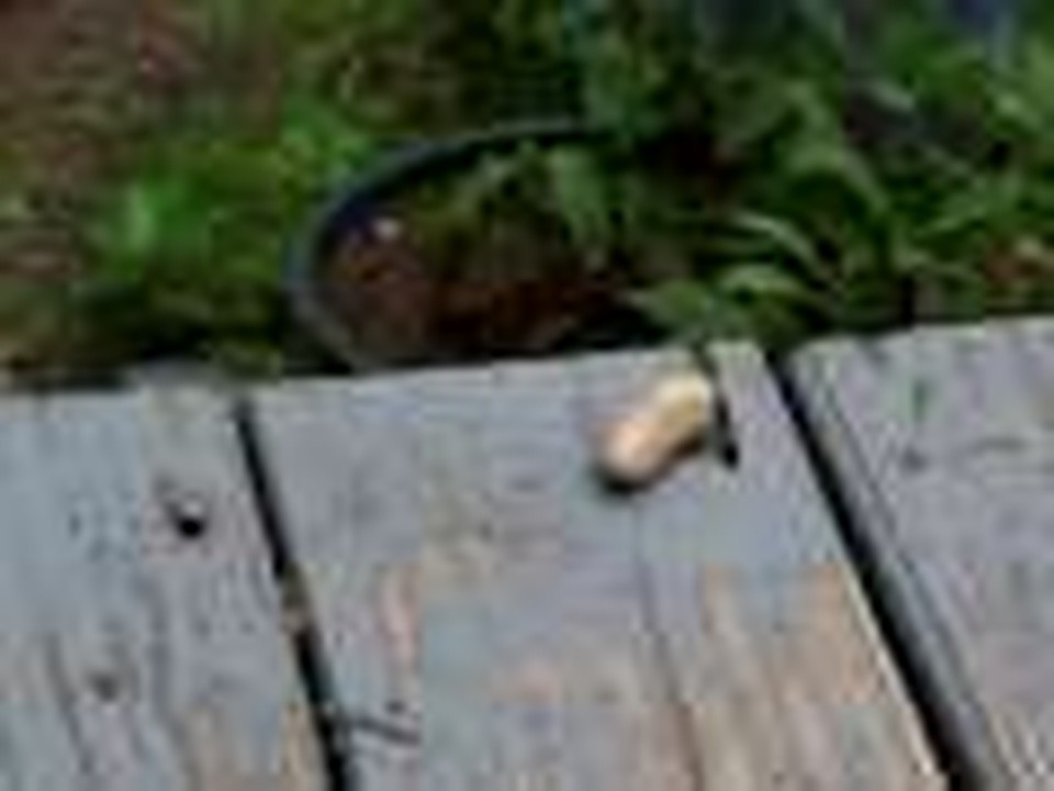 Chipmunk eats a peanut (Super Close Up!)