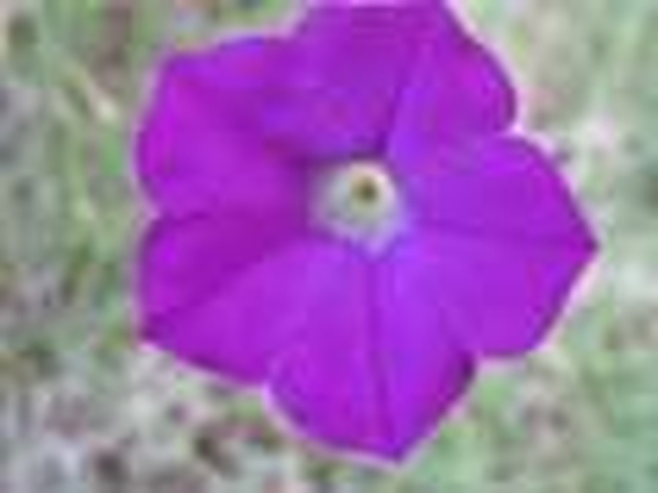 Flowers - Great is Thy Faithfulness