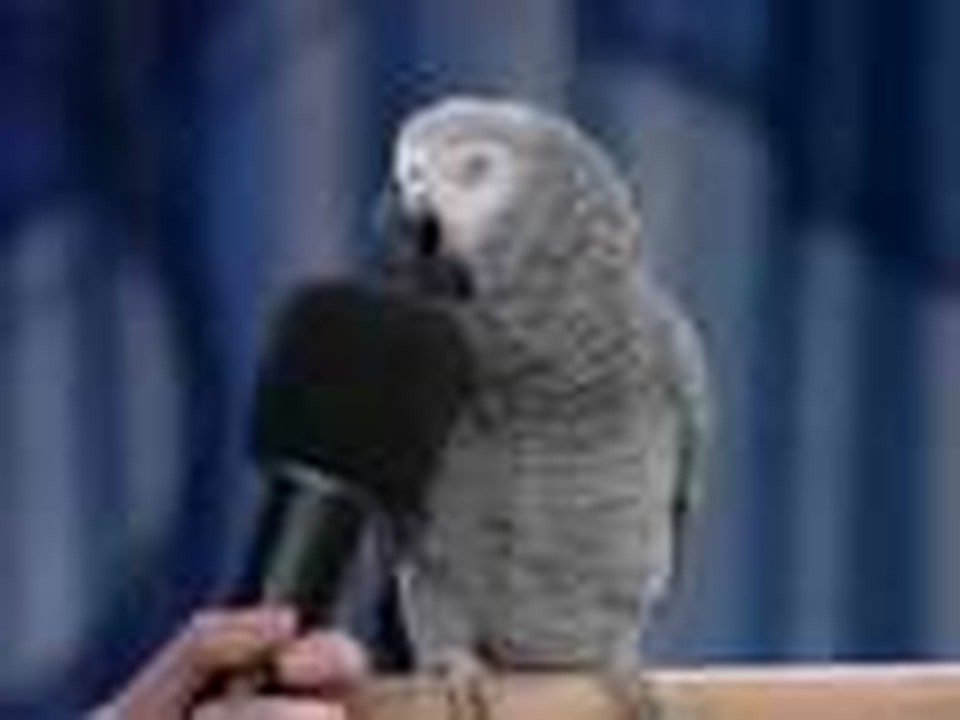 The Smartest Bird Ever! So Funny