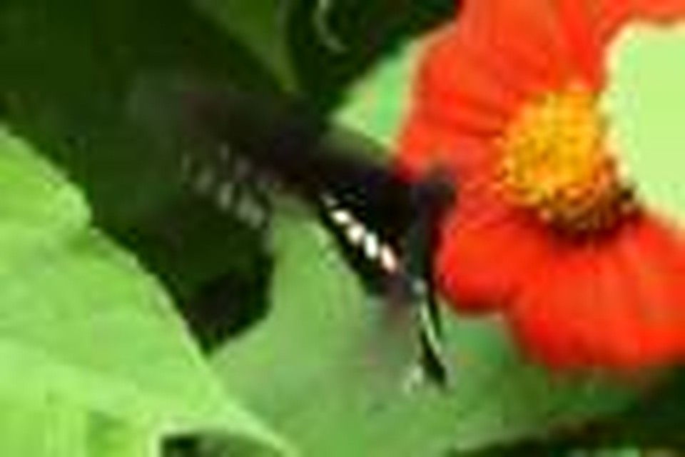 flying beauty