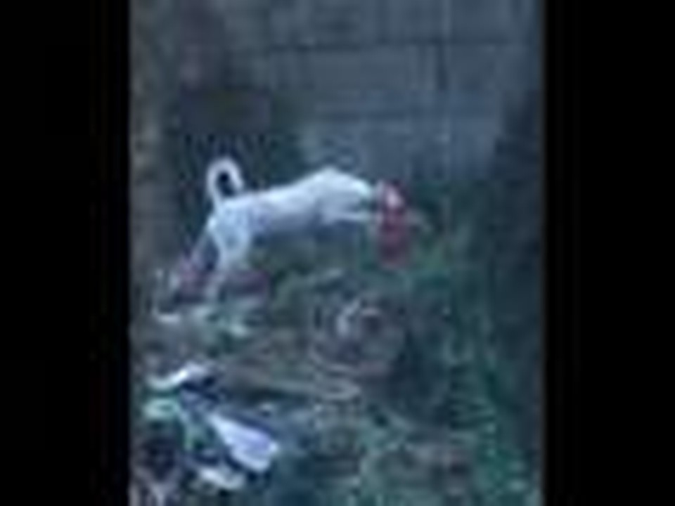 si dogie sa panahin ng krisis