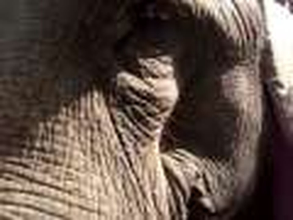 Elephant!