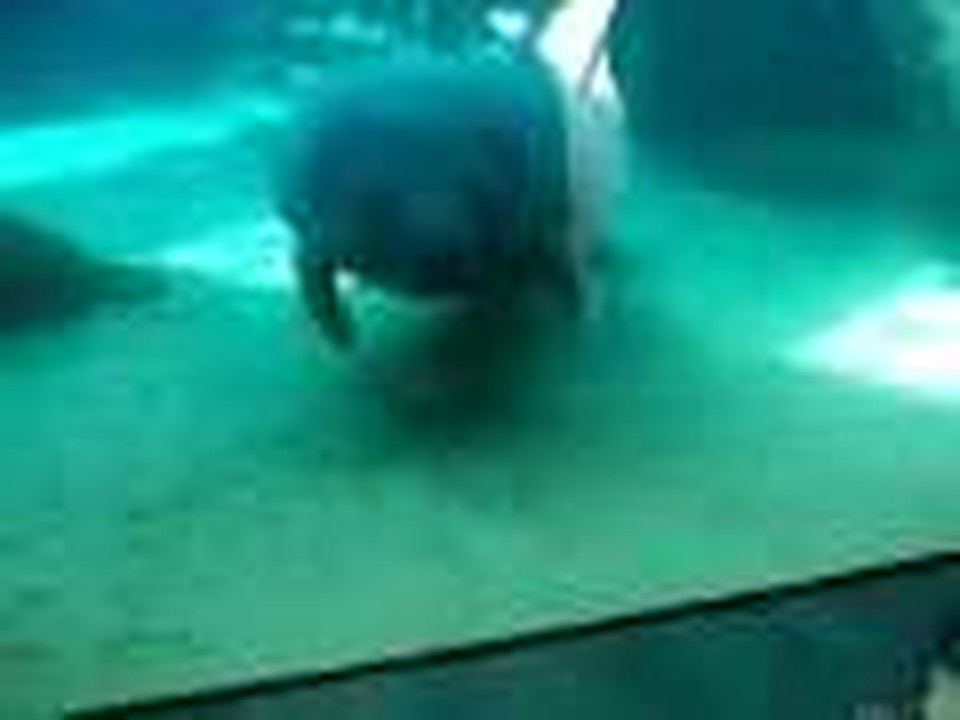Manatee Face Smoosh
