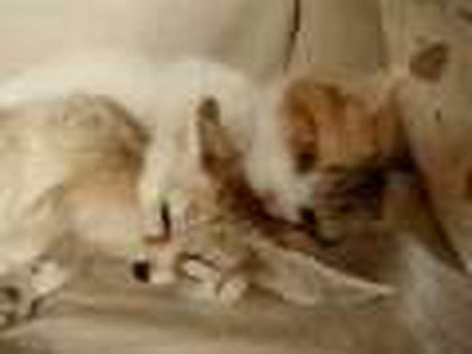 Cat Cleans Fox
