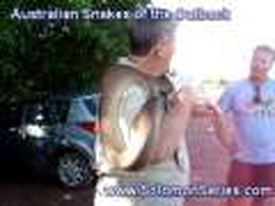 Australian Snakes of the Outback New Territory