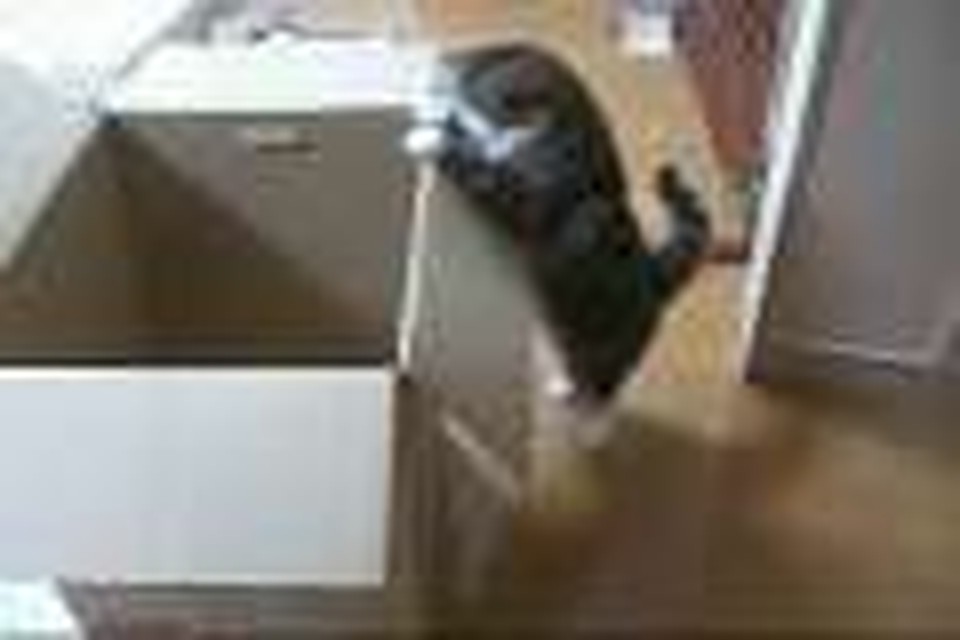 Cat and Box