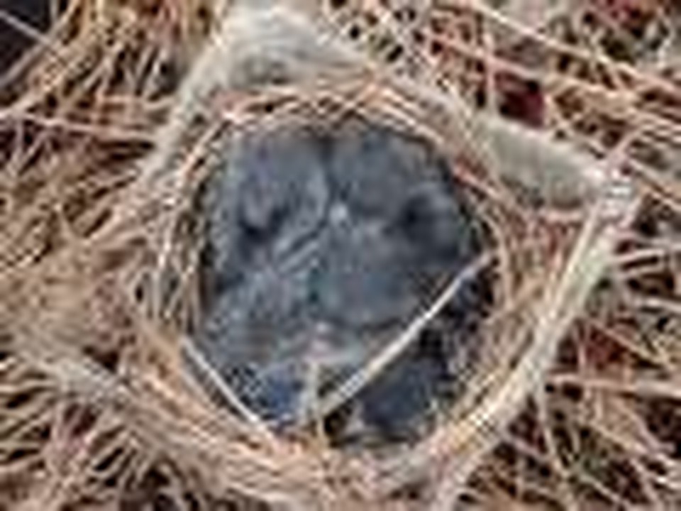 God's Creation-Bluebirds Day 12