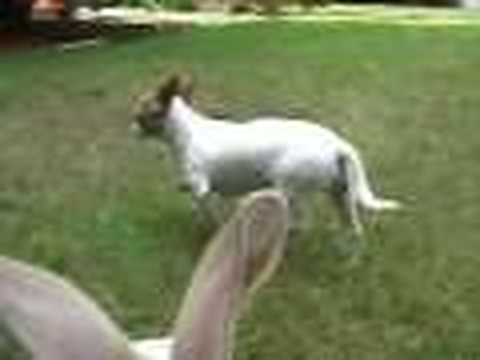 Chihuahua Vs. Rabbit Part 1